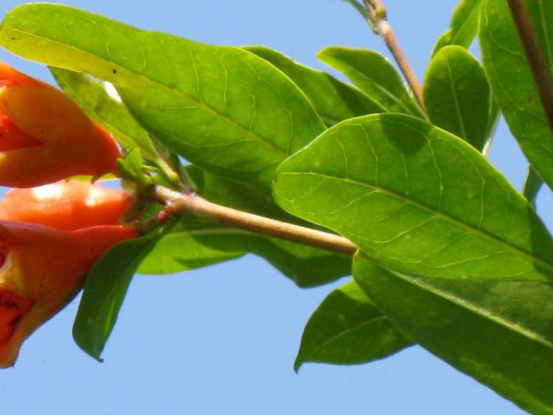 Residential Pest Control